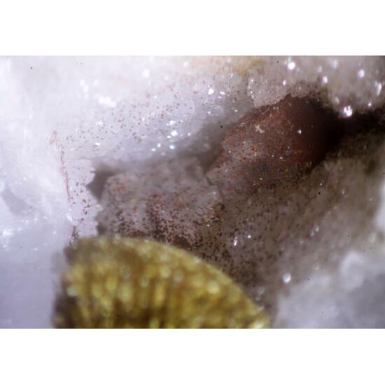 Tripuhyite & Olivenite & Fluorite