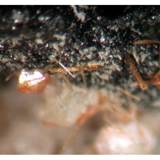 Steacyite Fluornatropyrochlore Zircon & Astrophyllite