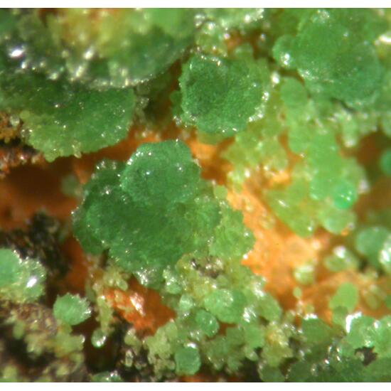 Agardite Conichalcite & Zincolivenite