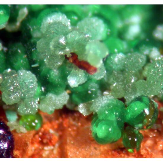 Agardite Conichalcite & Zincolivenite