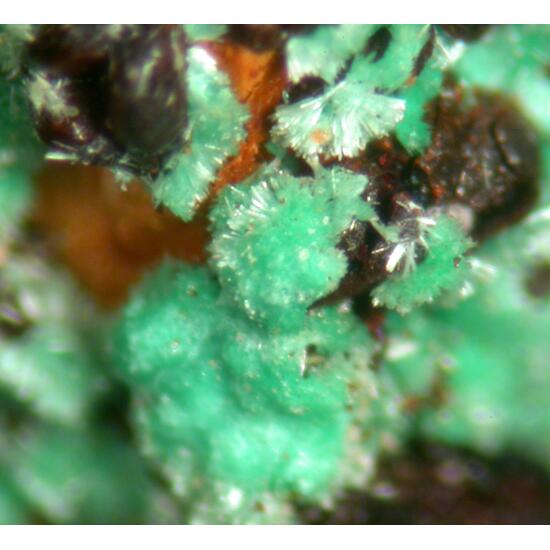 Agardite Conichalcite & Zincolivenite