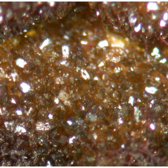 Segnitite & Lepidocrocite