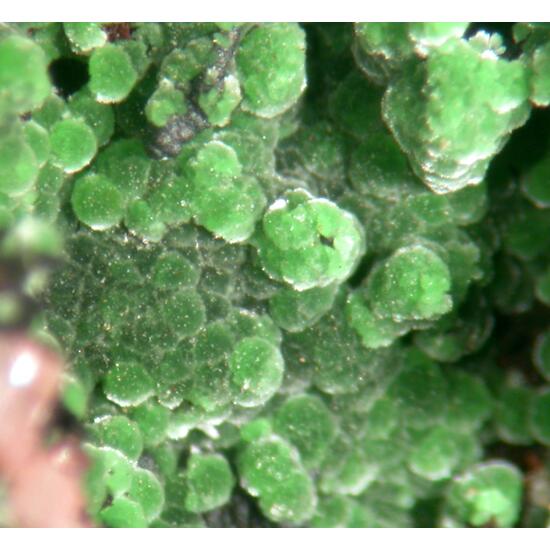 Conichalcite & Dolomite