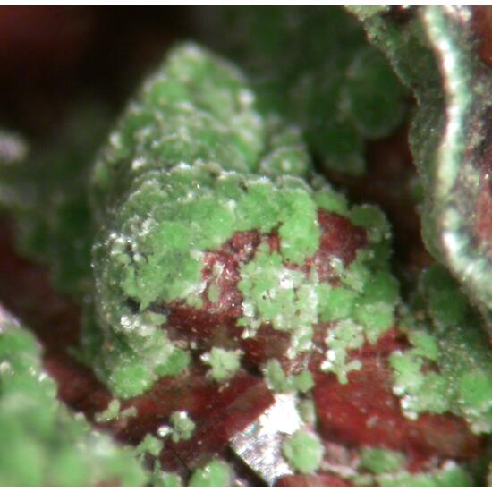 Conichalcite & Dolomite