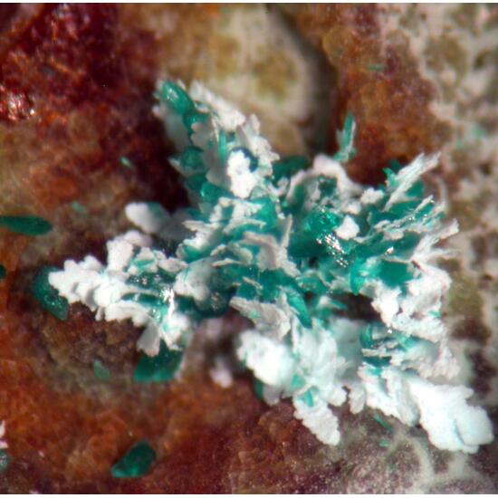 Copper Cuprite & Brochantite