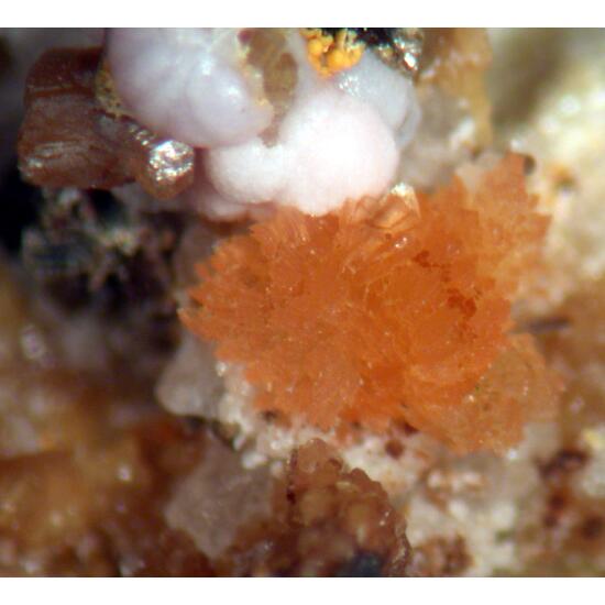 Jahnsite-(NaMnMg) Gordonite & Leucophosphite