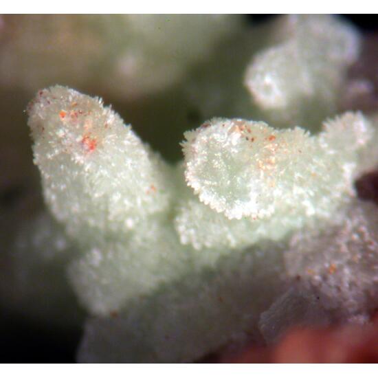 Willemite & Pyromorphite