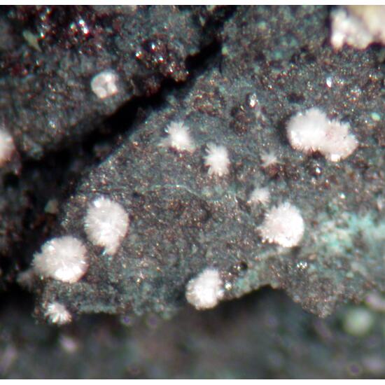 Schaurteite & Silver