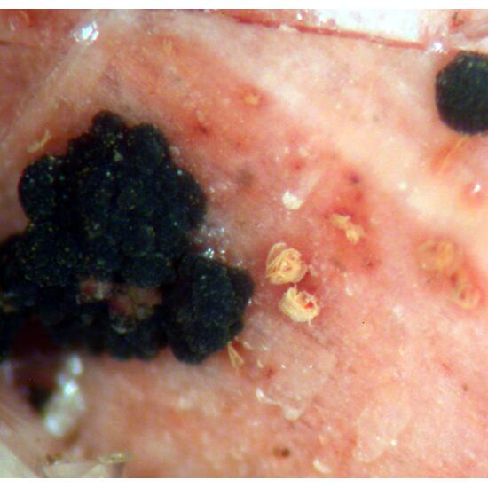 Calcite Synchysite-(Ce) & Orthoclase