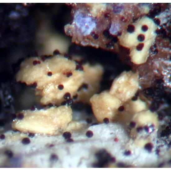 Hureaulite Phosphosiderite Jahnsite & Stewartite