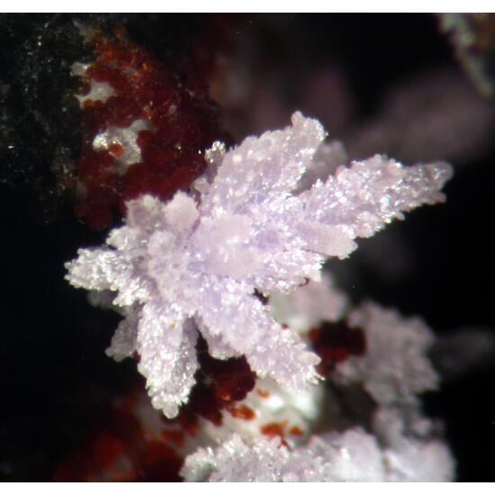 Strengite Cacoxenite Variscite & Beraunite