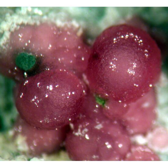 Variscite & Leucophosphite