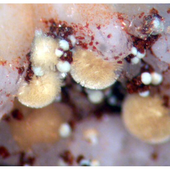 Meurigite-K & Lipscombite