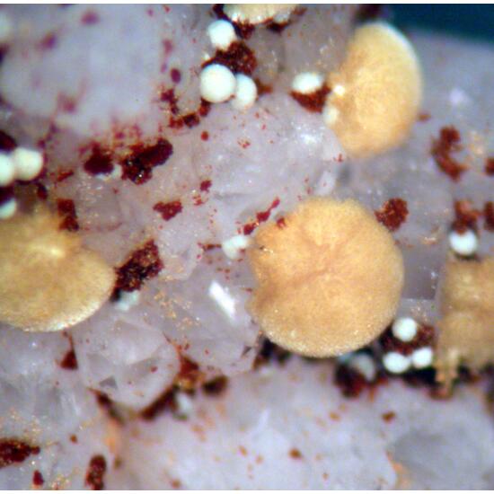 Meurigite-K & Lipscombite