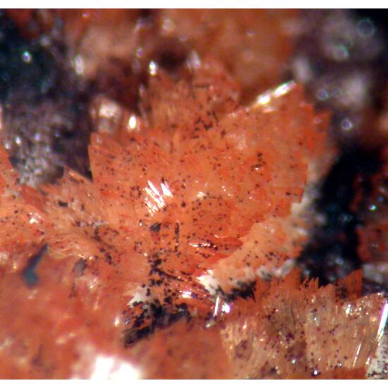 Tiptopite Montgomeryite Robertsite Englishite & Roscherite