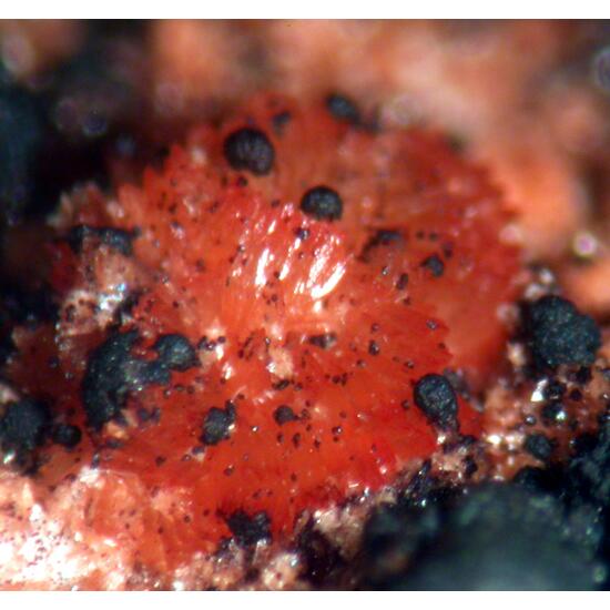 Tiptopite Montgomeryite Robertsite Englishite & Roscherite