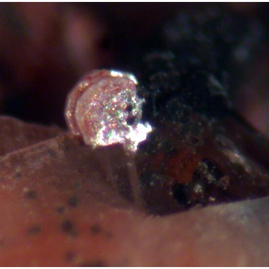 Synchysite-(Ce) & Gadolinite-(Y)