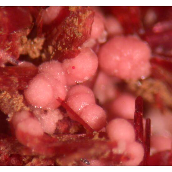 Talmessite & Erythrite