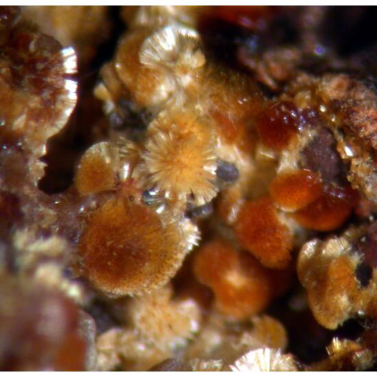 Cacoxenite & Strengite