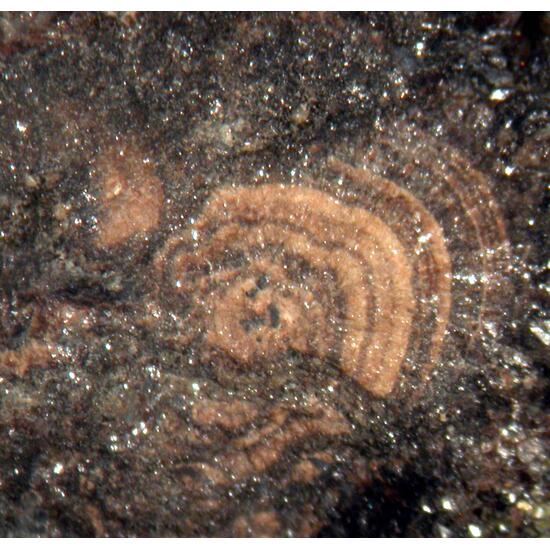 Wurtzite Galena & Dolomite