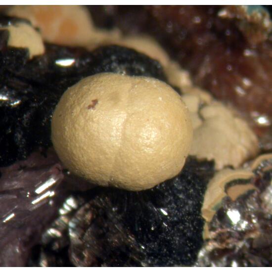 Mitridatite Hureaulite Leucophosphite & Rockbridgeite