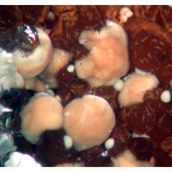 Meurigite-K & Lipscombite