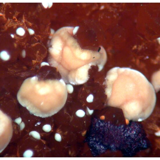 Meurigite-K & Lipscombite