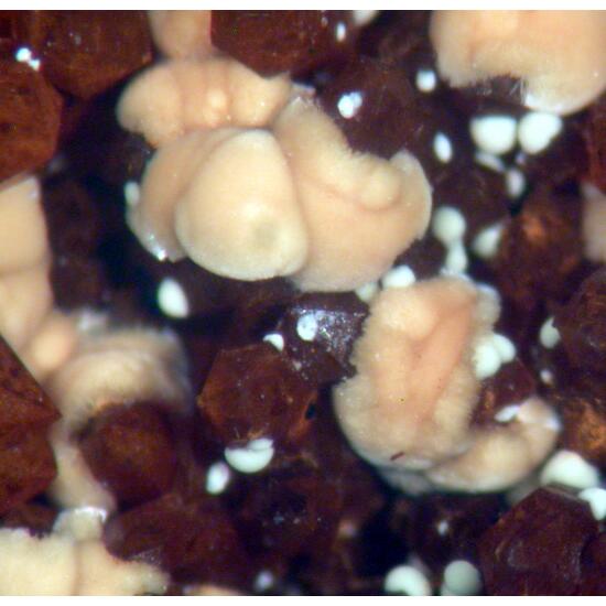 Meurigite-K & Lipscombite