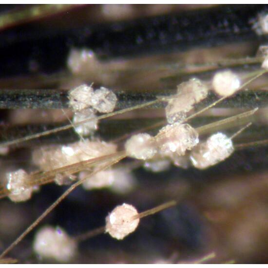 Natrolite Catapleiite & Aegirine