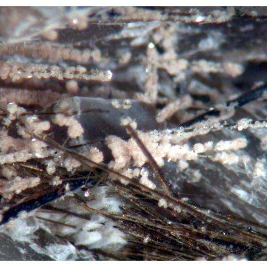 Natrolite Catapleiite & Aegirine