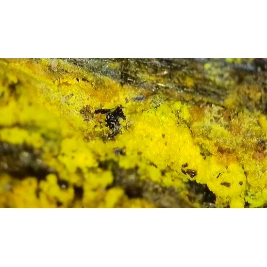 Natrozippeite & Natrojarosite On Uraninite Psm Wood