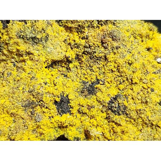 Carnotite On Uraninite