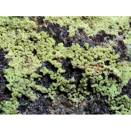 Andersonite On Uraninite In Sandstone With Pyrite