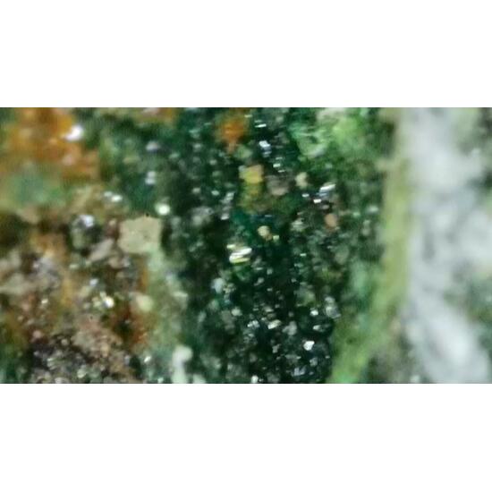 Andersonite With Natrozippeite Psm Petrified Wood