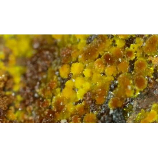 Andersonite With Natrozippeite Psm Petrified Wood