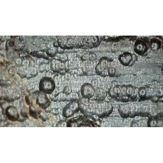 Uraninite Var Pitchblende