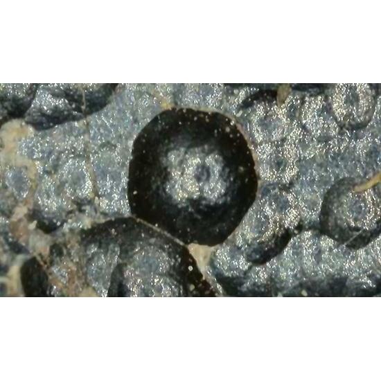 Uraninite Var Pitchblende