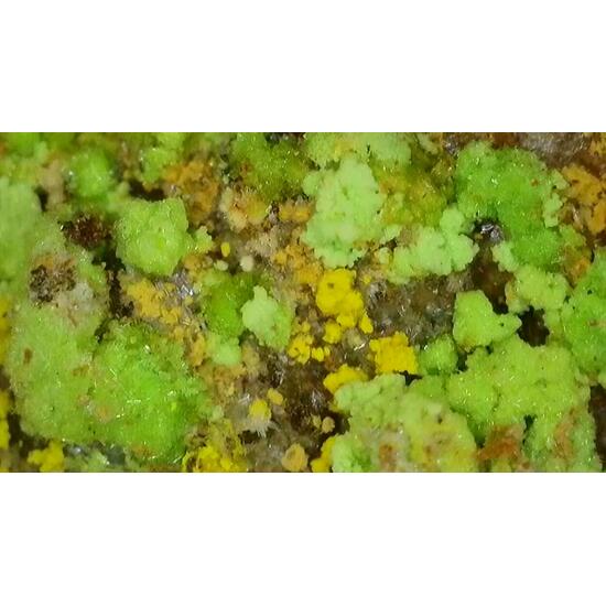 Natrozippeite With Natrochalcite & Johannite