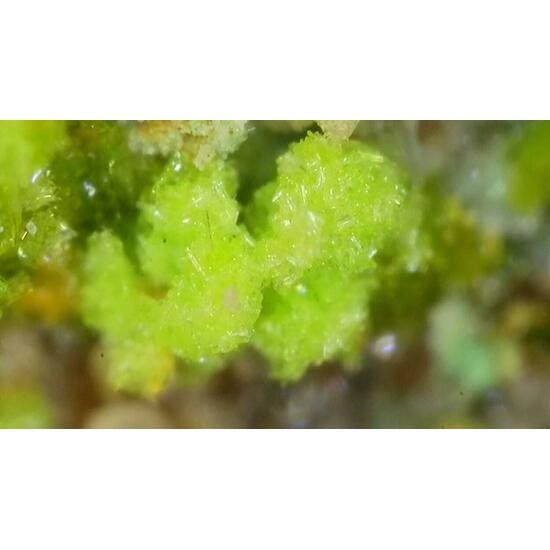 Johannite With Zippeite