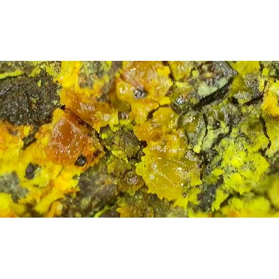 Uranopilite On Uraninite Psm Wood