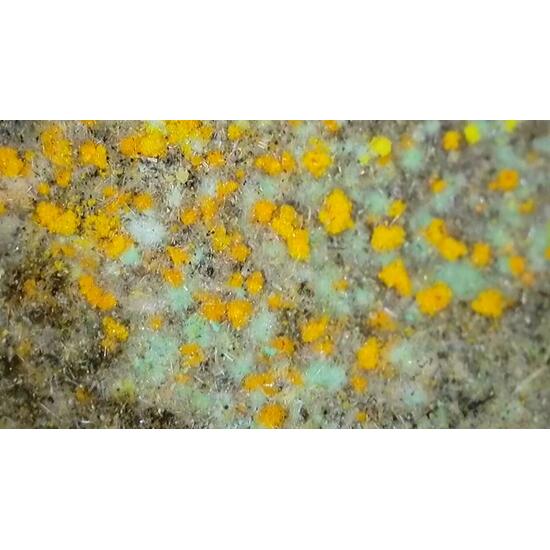 Pseudojohannite Natrozippeite Devilline & Bornite