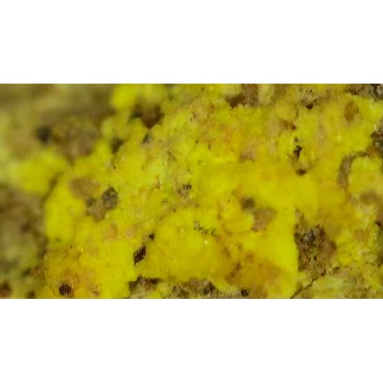 Uraninite Psm Wood In Sandstone