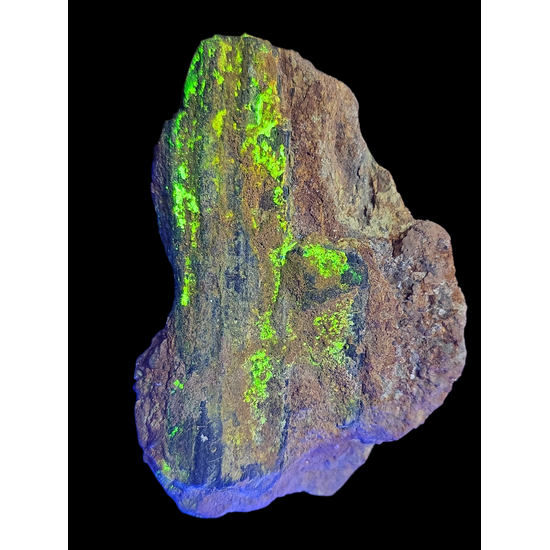 Uraninite Psm Wood In Sandstone