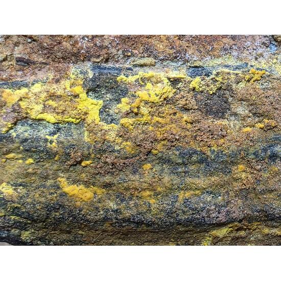 Uraninite Psm Wood In Sandstone