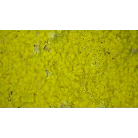 Carnotite On Sandstone