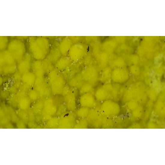 Carnotite On Sandstone