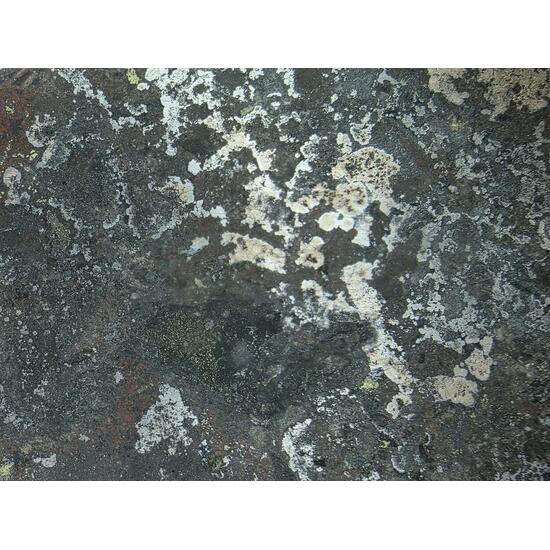 Nickeline With Uraninite