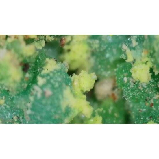 Johannite With Chalcanthite On Uraninite