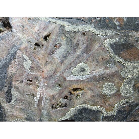 Uraninite With Pyrite Hematite & Quartz