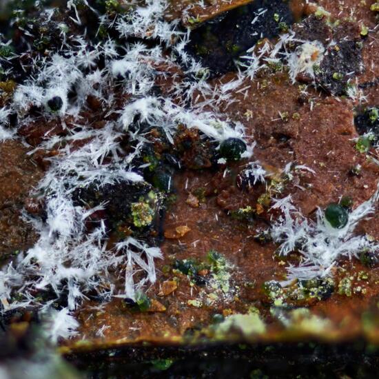 Pecoraite & Aragonite